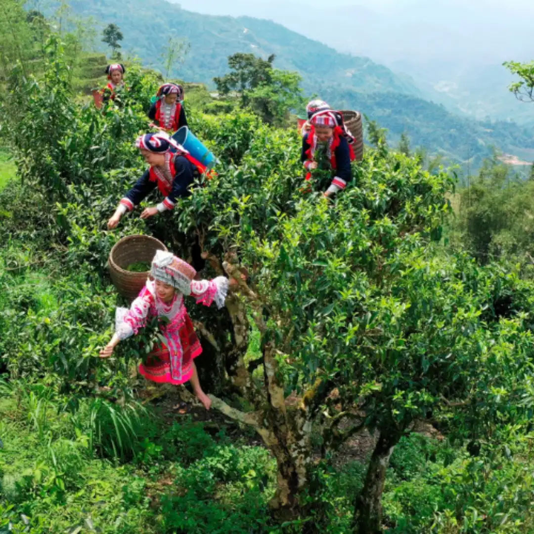 Trà Hà Giang – Khám phá vùng trà cổ thụ